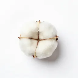 Cotton grass