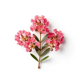 Crape myrtle