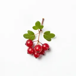Creeping snowberry