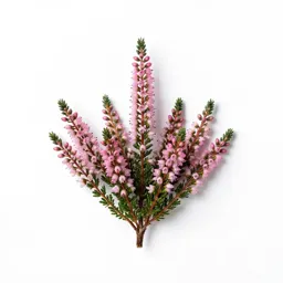 Cross-leaved heath
