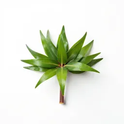 Crown imperial
