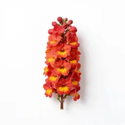 Cushion flower