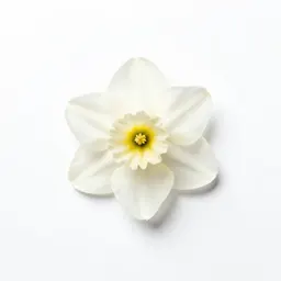Daffodil garlic