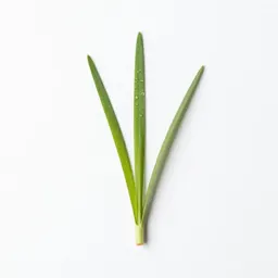 Dallisgrass