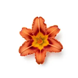 Day lily