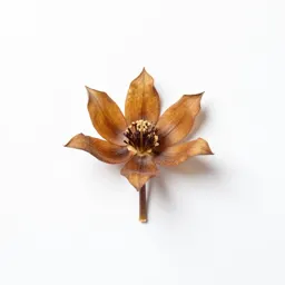 Death camas