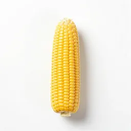 Dent corn