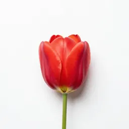 Desert mariposa tulip