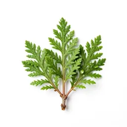 Diapensia