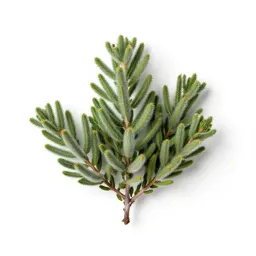 Downy manzanita
