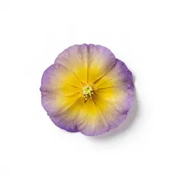 Downy yellow violet