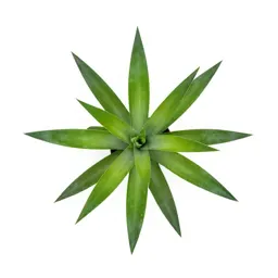 Dracaena