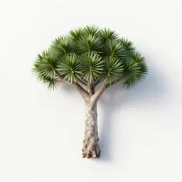 Dragon tree
