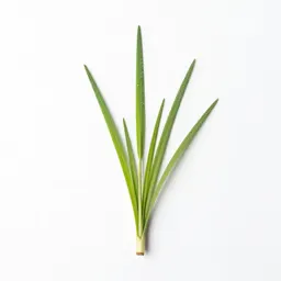 Dropseed