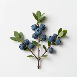Dryland blueberry