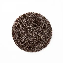 Durum