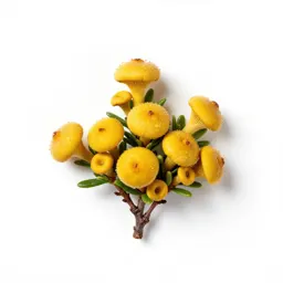 Dwarf golden chinkapin