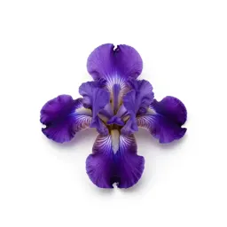 Dwarf iris