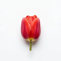 Dwarf tulip