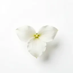 Dwarf-white trillium