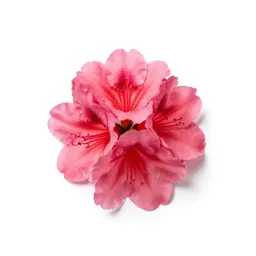 False azalea