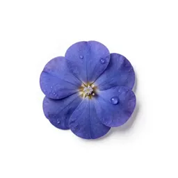 False indigo