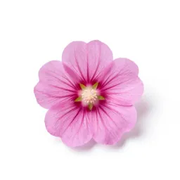 False mallow