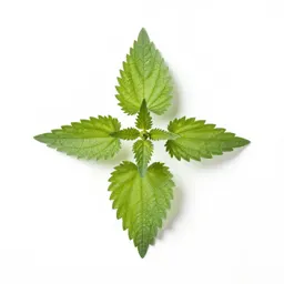 False nettle