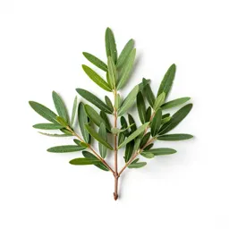 False tamarisk