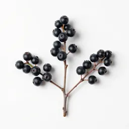 Farkleberry