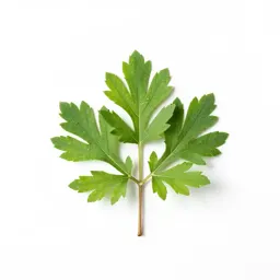 Fetterbush