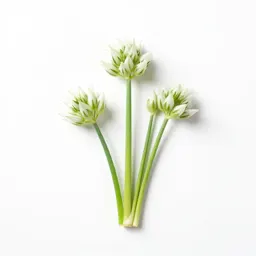 Few-flowered leek