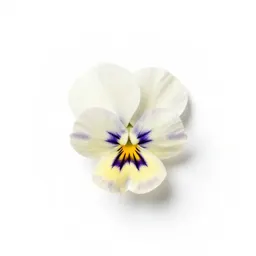 Field pansy