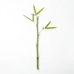 Fishpole bamboo