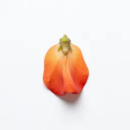 Flame pea