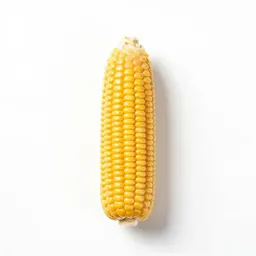 Flint corn