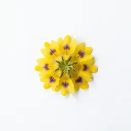 Flower-of-an-hour