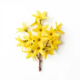 Forsythia