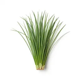 Fountain grass