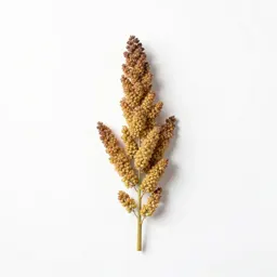 Foxtail millet
