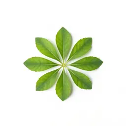Friendship plant