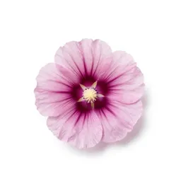 Fringed poppy mallow