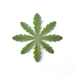 Frostweed