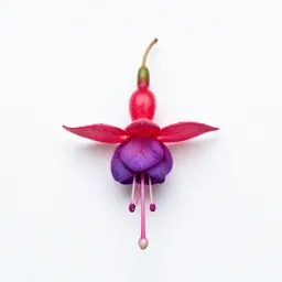 Fuchsia