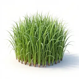 Giant cane