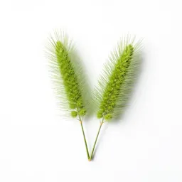 Giant foxtail