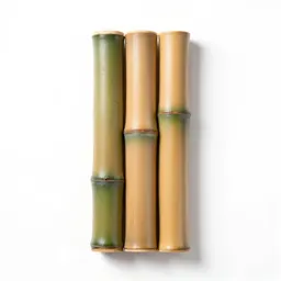 Giant timber bamboo