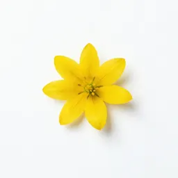 Glacier lily