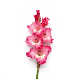 Gladiolus