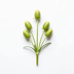 Globe lily